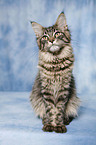 sitzende Maine Coon