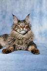 liegende Maine Coon