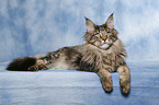 liegende Maine Coon