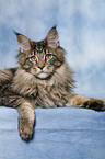 liegende Maine Coon