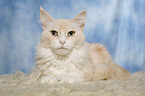 liegende Maine Coon