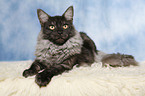 liegende Maine Coon