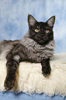 liegende Maine Coon