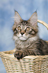 Maine Coon Ktzchen im Korb