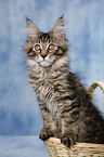 Maine Coon Ktzchen im Korb