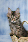 Maine Coon Ktzchen im Korb