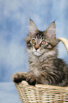 Maine Coon Ktzchen im Korb