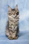 Maine Coon Ktzchen