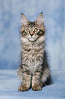 Maine Coon Ktzchen