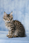 Maine Coon Ktzchen