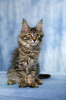 Maine Coon Ktzchen