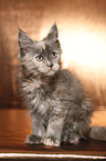 Maine Coon Ktzchen