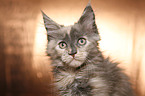 Maine Coon Portrait