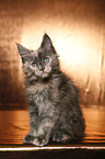 Maine Coon Ktzchen