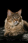 liegende Maine Coon