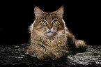 liegende Maine Coon