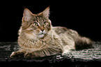 liegende Maine Coon