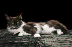 liegende Maine Coon