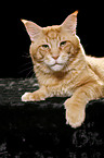 liegende Maine Coon