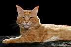 liegende Maine Coon