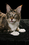 liegende Maine Coon