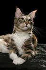 liegende Maine Coon