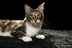 liegende Maine Coon