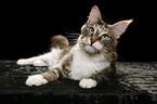 liegende Maine Coon