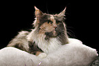 liegende Maine Coon