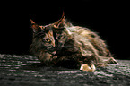 liegende Maine Coon