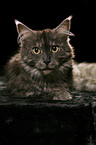 Maine Coon