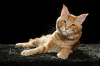 liegende Maine Coon