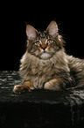 Maine Coon