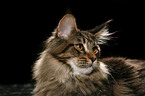 Maine Coon Portrait