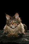 liegende Maine Coon