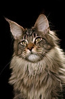 Maine Coon Portrait