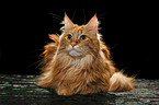 liegende Maine Coon