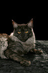 liegende Maine Coon