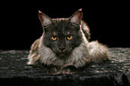 liegende Maine Coon