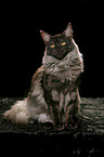 sitzende Maine Coon