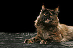 Maine Coon