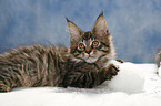 Maine Coon Ktzchen