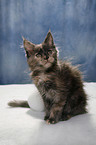 Maine Coon Ktzchen