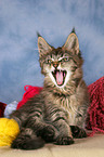 Maine Coon Ktzchen