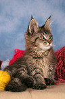 Maine Coon Ktzchen