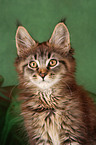 Maine Coon Ktzchen