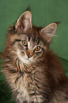 Maine Coon Ktzchen