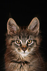 Maine Coon Ktzchen