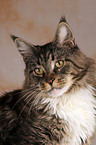 Maine Coon Portrait