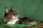 liegende Maine Coon